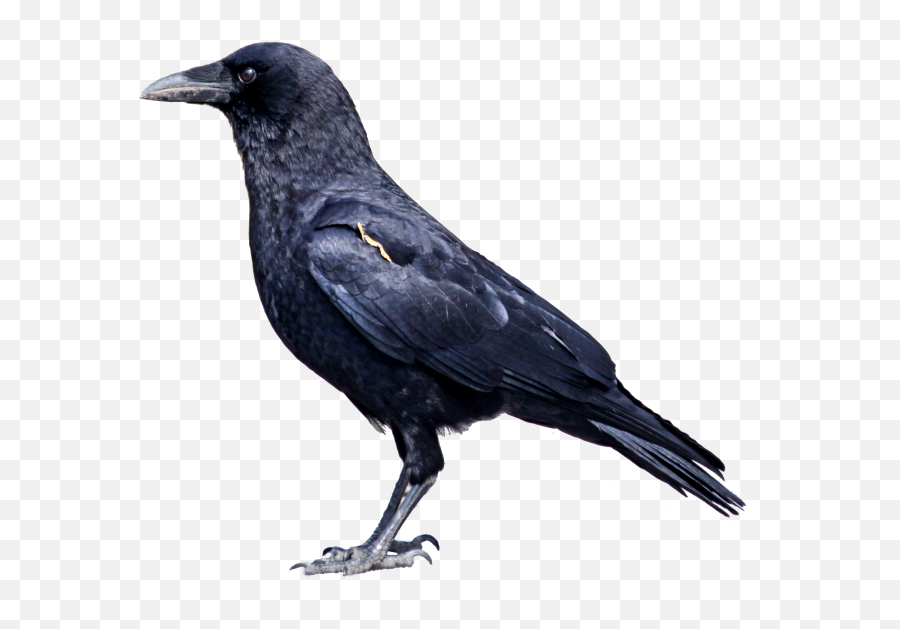 Dth Antenna Png Transparent Png Image - Crow Png Emoji,Raven Bird Emoji