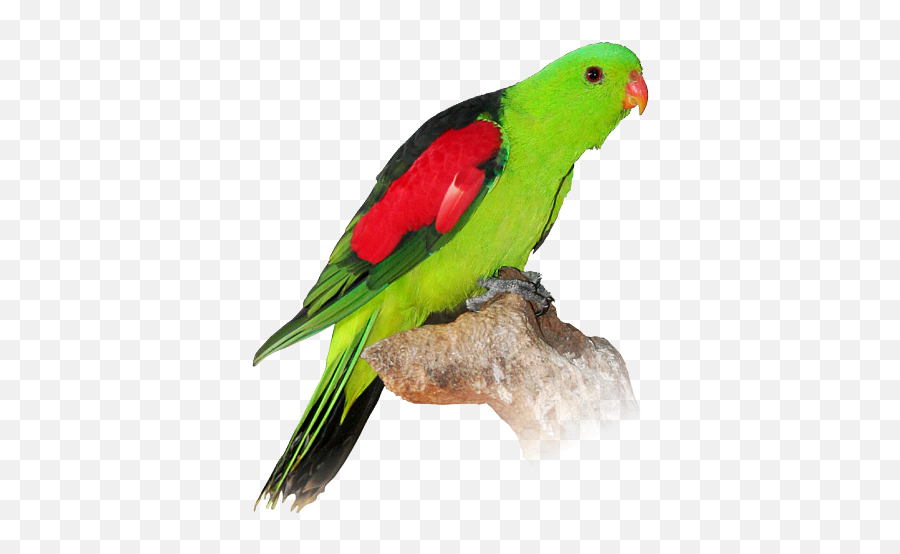 Redwinged Parrot - Eclectus Parrot Emoji,Parrot Emoticon