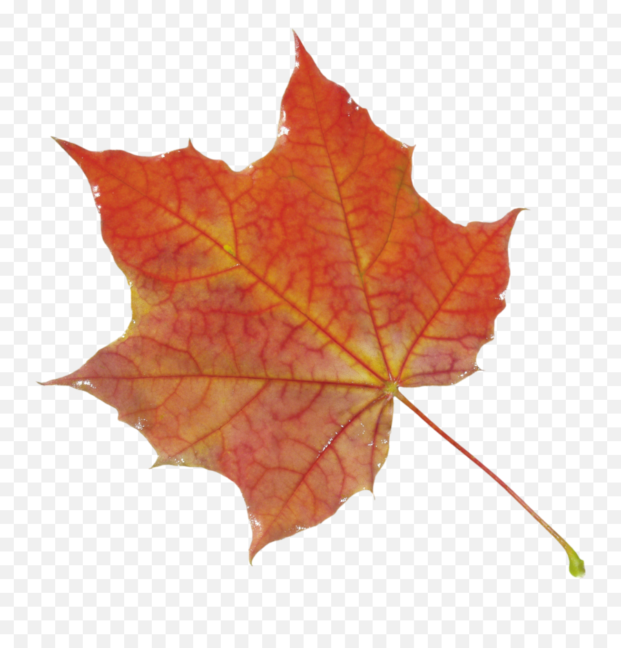Transparent Autumn Leaf Texture - Transparent Background Leaf Texture Png Emoji,Fall Leave Emoji