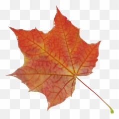 Transparent Autumn Leaf Texture - Transparent Background Leaf Texture Png Emoji,Fall Leave Emoji