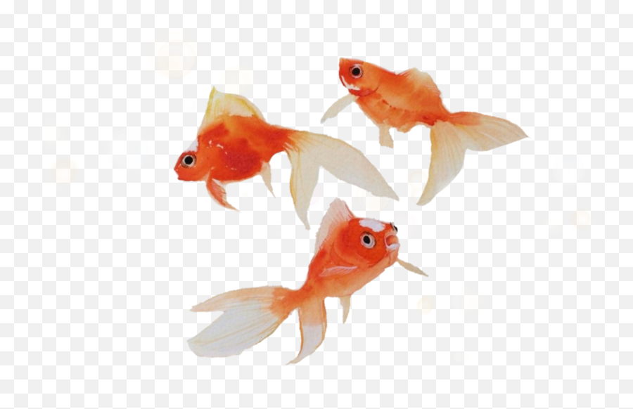 Aesthetic Orange Fish Goldfish Sticker - Aesthetic Goldfish No Background Emoji,Gold Fish Emoji