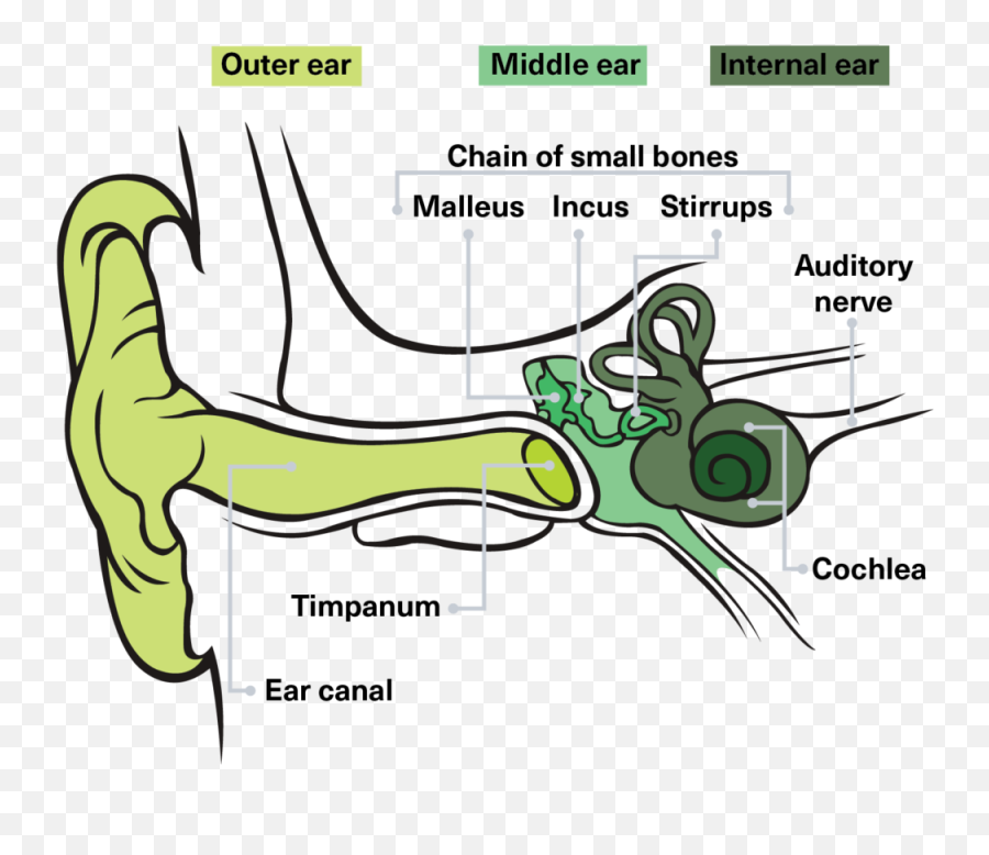 Good - Ear Diagram Leaving Cert Emoji,Different Emotions Music