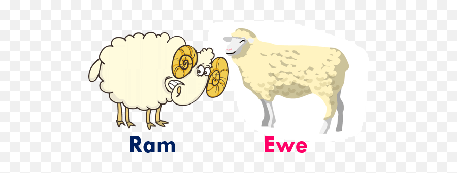 Pin - Ram Ewe Gender Emoji,Animal Emoji Names