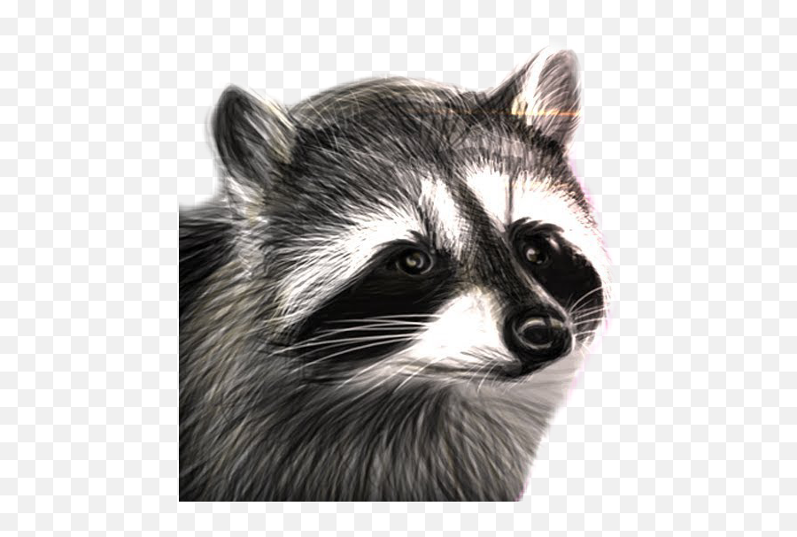 Raccooneggs Youtube Csgo Raccoon - Raccooneggs Png Emoji,Raccoon Youtube Emoji