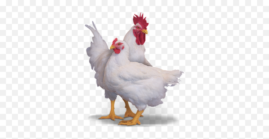 Ross - Ross Bird Emoji,Cornish Cross Chicken Emotions