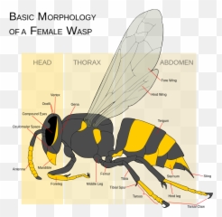 Life - Do Wasps Reproduce Emoji,Entomologists Rate Ant Emojis