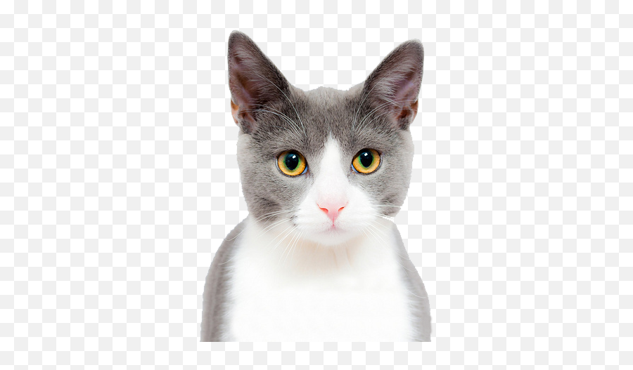 Cat Play And Toys Kitten Dog Pet - Background Cat Face Png Emoji,Grey Cat Emoticons For Facebook