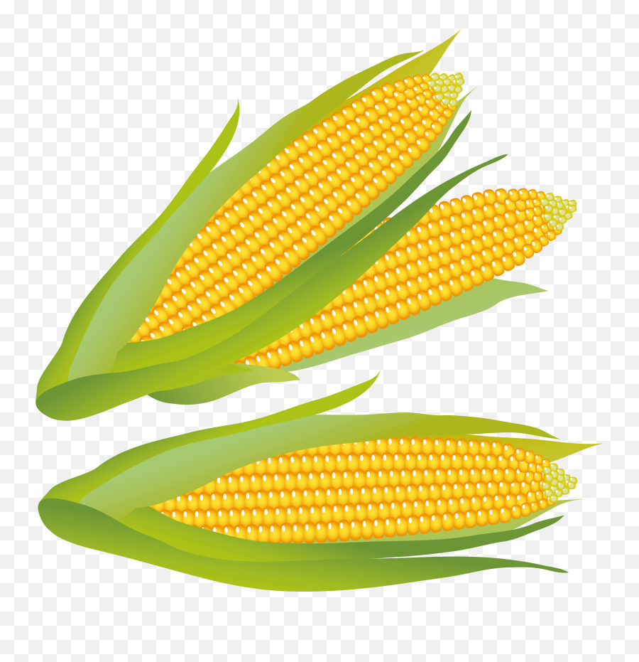 Corn Clip Art Free Free Clipart Images 4 - Clipartix Corn Clip Art Emoji,Corn Emoji