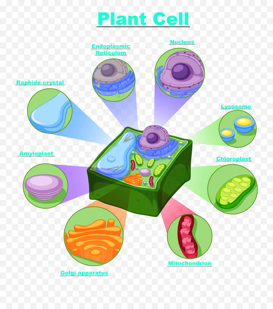 Plant Cell Project Emoji,Biology Of Emotions