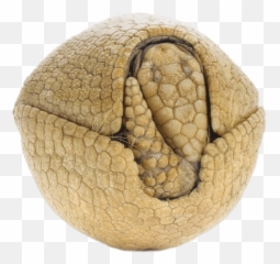 Rolled Up Armadillo - Armadillo Rolled Up Png Transparent Armordillo In A Ball Emoji,Armadillo Emoji