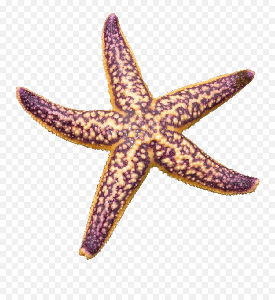 Starfish Purple Transparent Png - Stickpng Starfish Png Emoji,Starfish Emoticon For Facebook