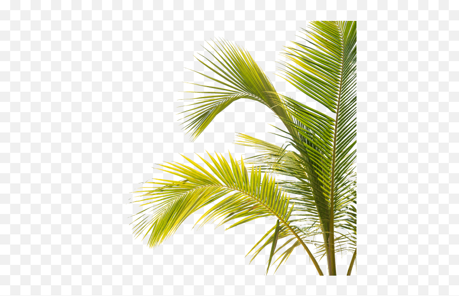 Free Png Image Messenger App Logo - Tropical Plants Png Emoji,Palm Tree Book Emoji