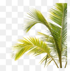 Free Png Image Messenger App Logo - Tropical Plants Png Emoji,Palm Tree Book Emoji