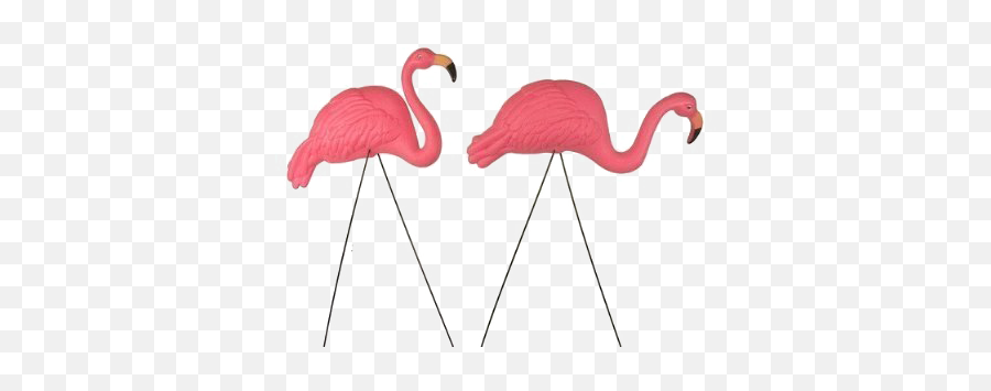 Flamingo Png Transparent Image Png Arts Emoji,Flamingo Emojis
