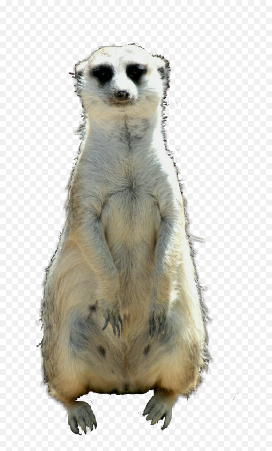 Pets Meerkat Erdmännchen Sticker - Meerkat Emoji,Meerkat Emoji