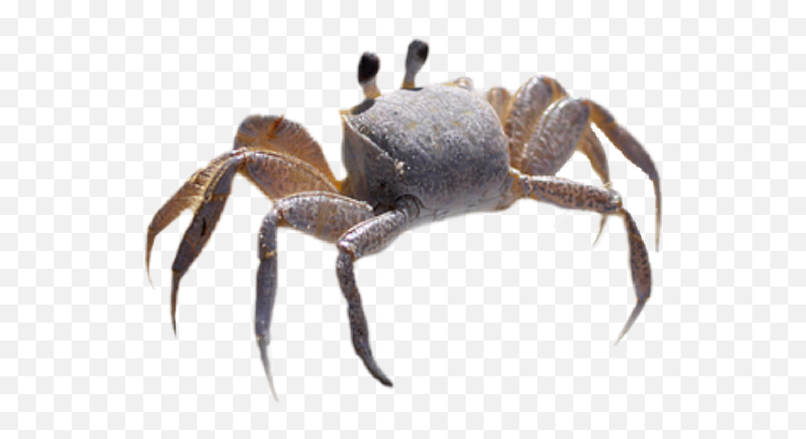 The Most Edited Crab Picsart - Cancer Emoji,Crab Emoticon