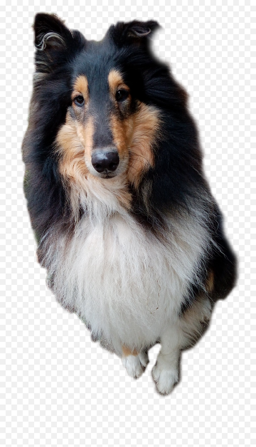 Popular And Trending Barka Stickers - Rough Collie Emoji,Sheltie Emoji