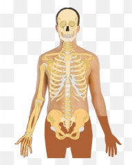 James - Skeleton Diagram Without Labels Emoji,James Lange Theory Of Emotion