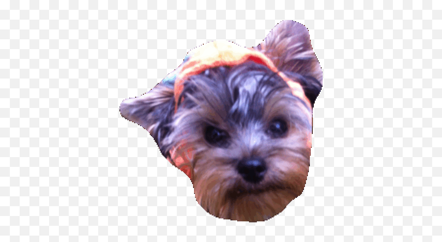 Yorkie Terrier Heart Emoji Page 1 - Line17qqcom,Shih Tzu Emoji