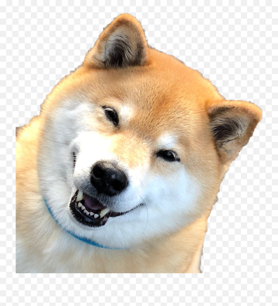 Shibainu Shibe Doge Kawaii Sticker Emoji,Shibe Emoji