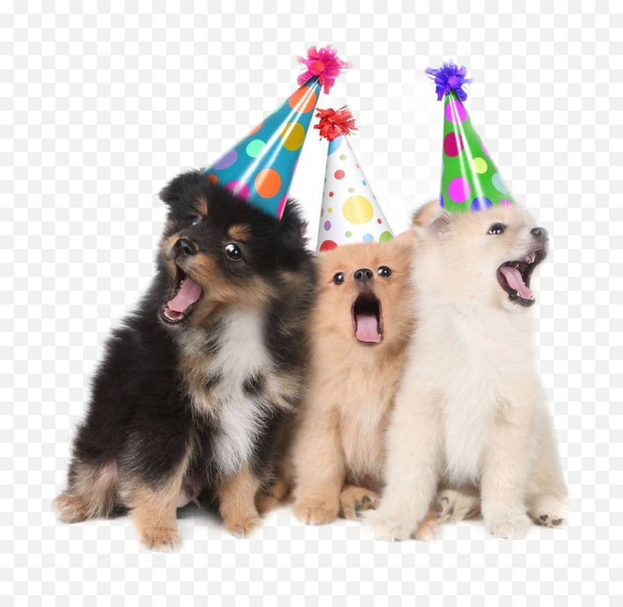 Birthday Hat Sticker Challenge - Birthday Puppies With Party Hats Emoji,Japanese Emoticons Party Hat