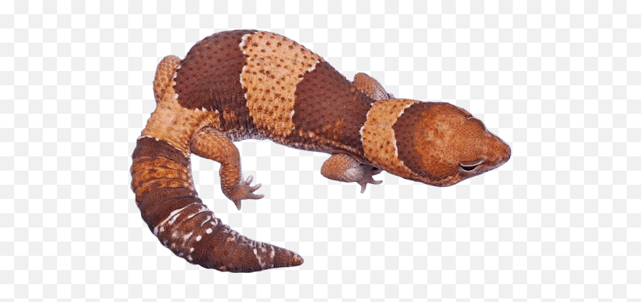 African Fat Tailed Gecko Morphs - Find Out What Your Gecko Animal Figure Emoji,What Does Color Say About Crested Geckos Emotion