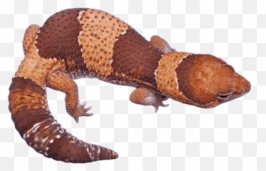 African Fat Tailed Gecko Morphs - Find Out What Your Gecko Animal Figure Emoji,What Does Color Say About Crested Geckos Emotion