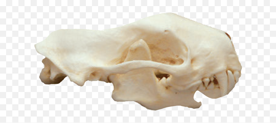 The Skulls And Teeth Of Animalia - Wide Flat Animal Skull Emoji,Skull & Acrossbones Emoticon