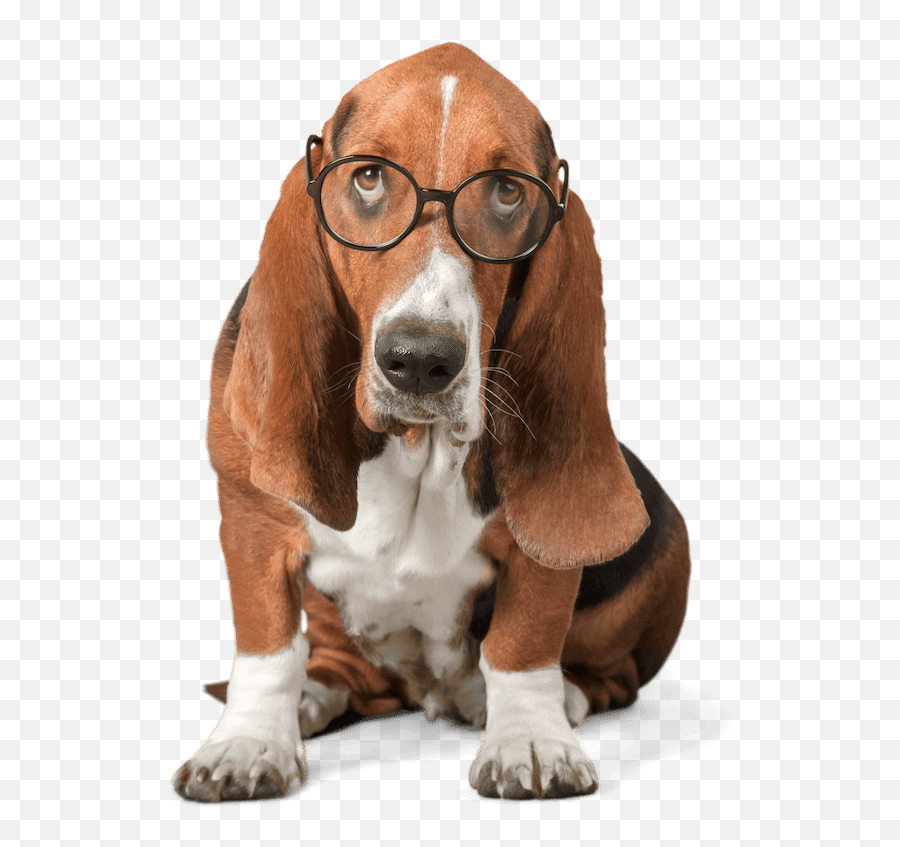 Blog - Nextstepenglishcom Basset Hound Png Emoji,Emoticon For Listless