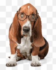 Blog - Nextstepenglishcom Basset Hound Png Emoji,Emoticon For Listless