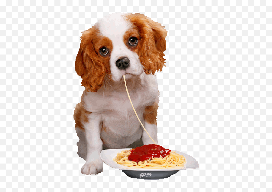 Top Charl Stickers For Android U0026 Ios Gfycat - King Charles Spaniel Transparent Gif Emoji,Spaghetti Emoji