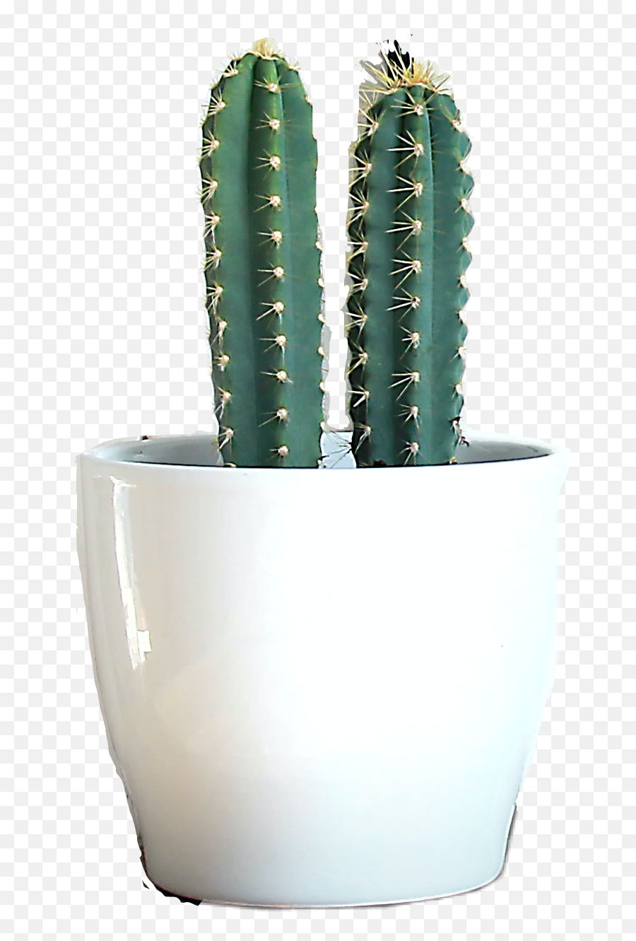 Discover Trending - San Pedro Cactus Emoji,Thorn Emoji
