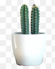 Discover Trending - San Pedro Cactus Emoji,Thorn Emoji