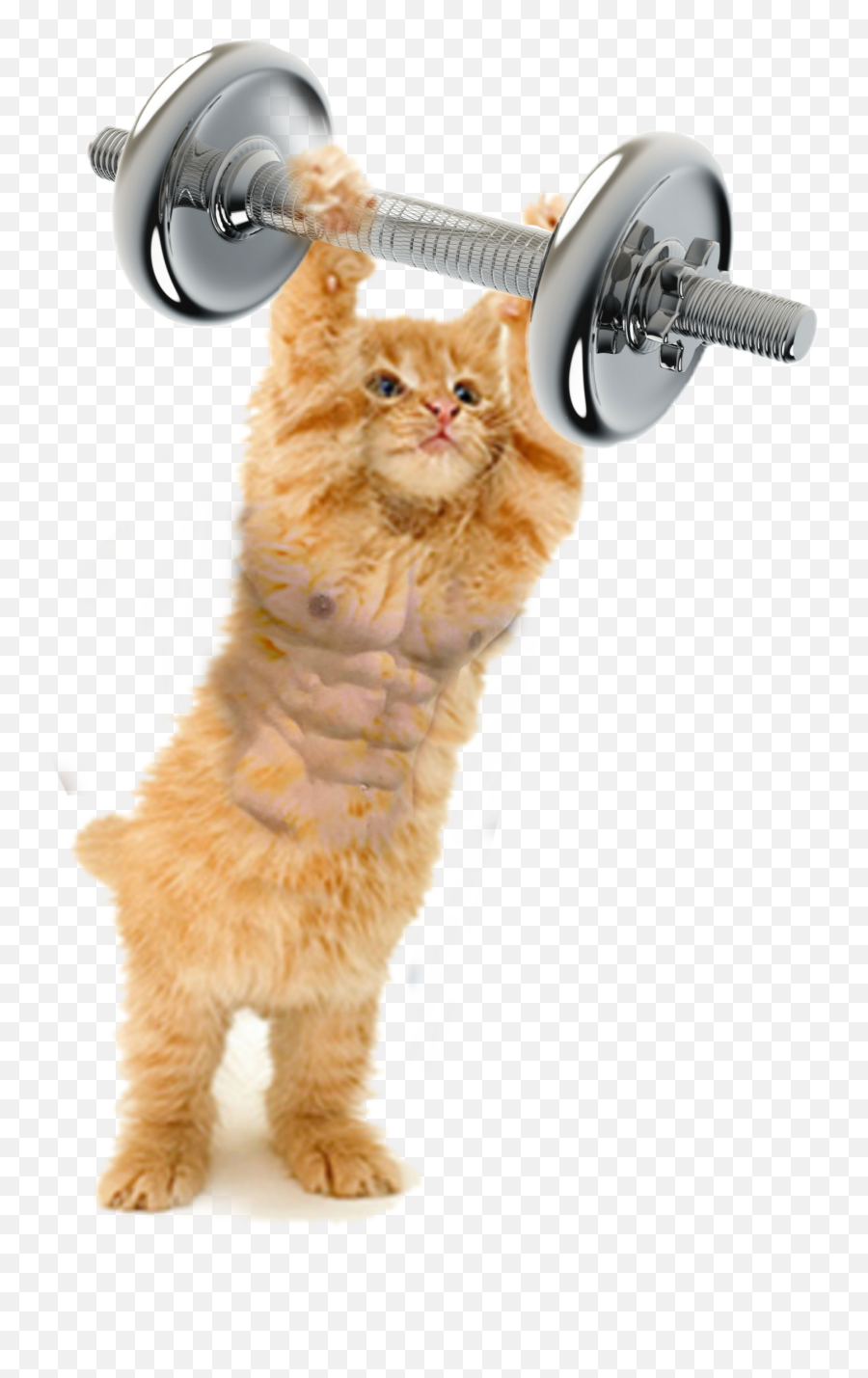 Fitness Cat Gym Dumbbell Sticker - Cat Playing With Toy Emoji,Dumbbell Emoji Copy And Paste