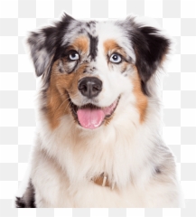 Mini American Shepherd Breeder Near Me - Australian Shepherd Dog Sitting Emoji,Australian Shepherd Emoji