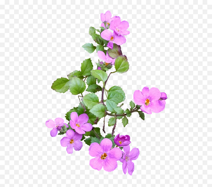 Virtual Imagens Imagens Variadas Com Fundos Transparentes - Flores Planta Png Rosa Emoji,Emoticons De Bebe Fazendo Biquinho