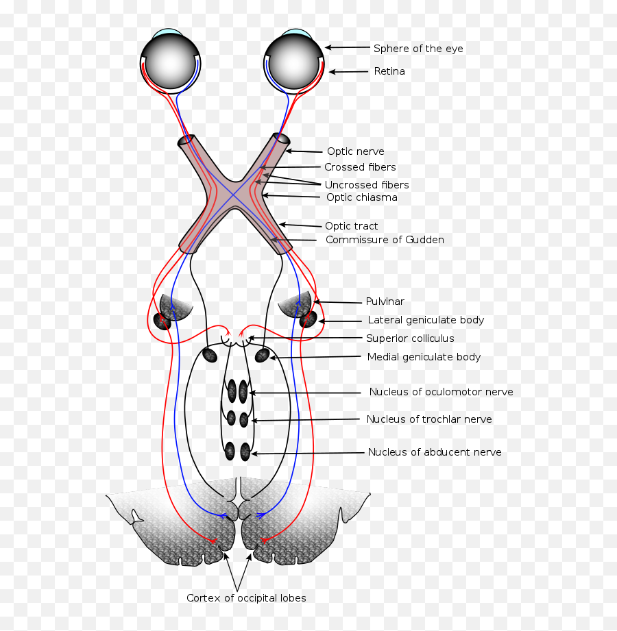 Marxism Materialism Mysticism And Art - Optic Nerve Pathway Emoji,Fail Emotions - Renaissance (2014)