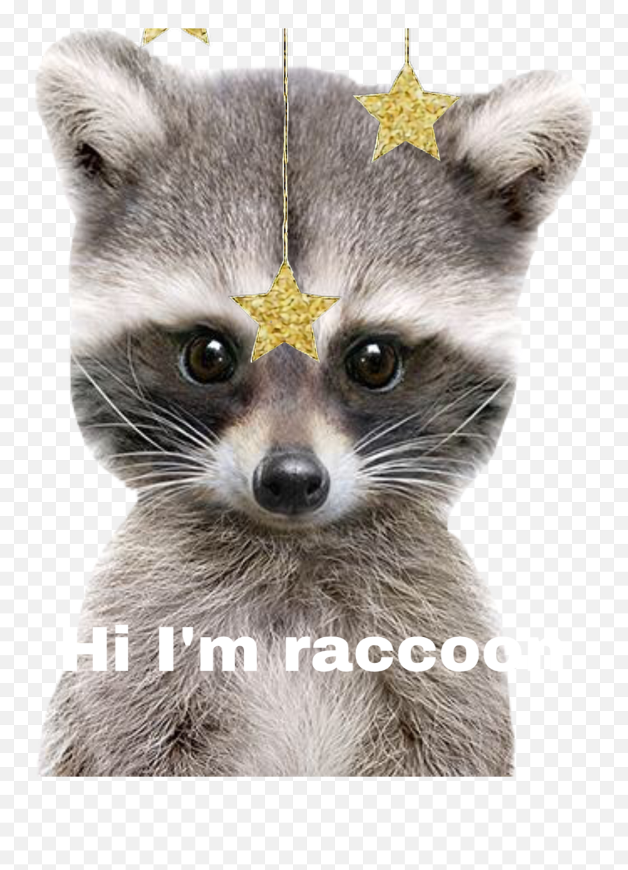Raccoon Sticker - Baby Animal Emoji,Raccoon Youtube Emoji