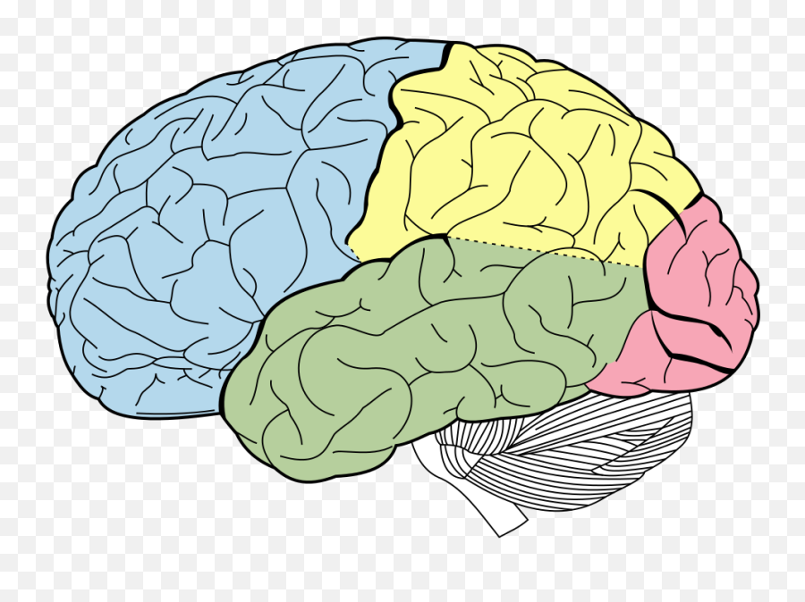 Limbic System Basal Ganglia - Intraparietal Sulcus Emoji,Comlex Emotions