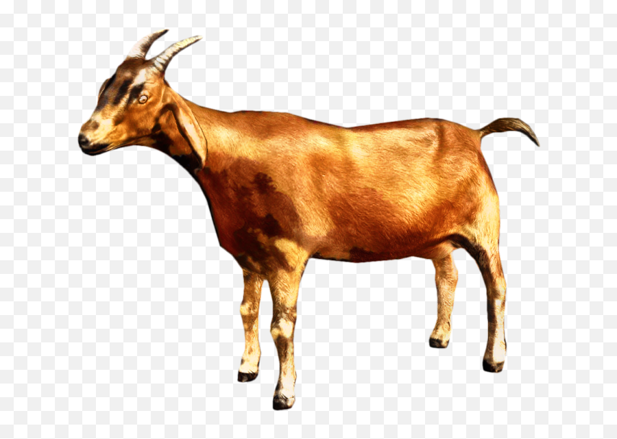 Free Transparent Goat Png Download - Goat Png Emoji,Jumping Goat Emoji