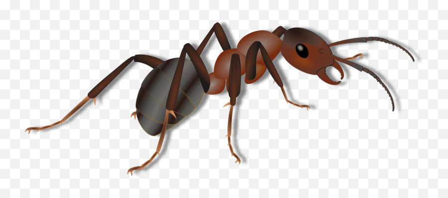 Over 700 Free Fire Vectors - Pixabay Transparent Background Ant Clipart Emoji,Two Fire Emojis Fighyting