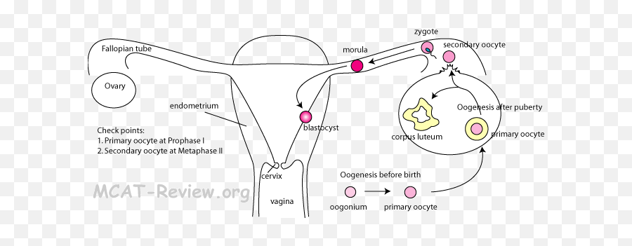 Reproductive System And Development - Female Reproductive System Mcat Emoji,Neurotransmitters And Emotions Mcat