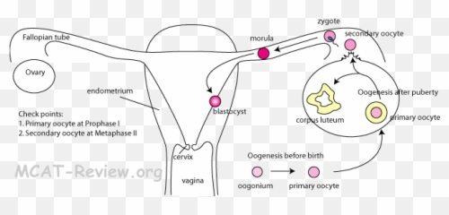 Reproductive System And Development - Female Reproductive System Mcat Emoji,Neurotransmitters And Emotions Mcat