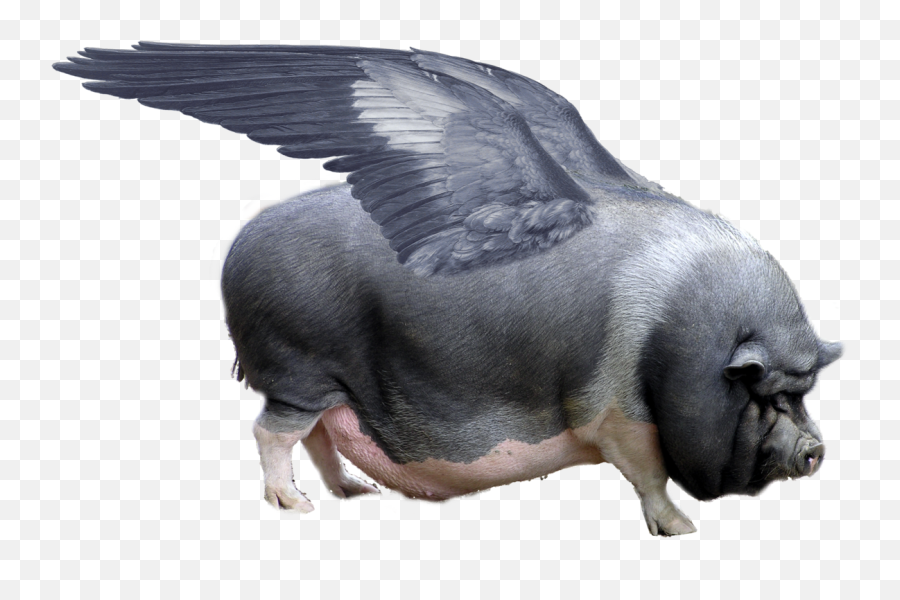 Pig With Wings Png Emoji,Flying Pig Emoji