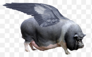 Pig With Wings Png Emoji,Flying Pig Emoji