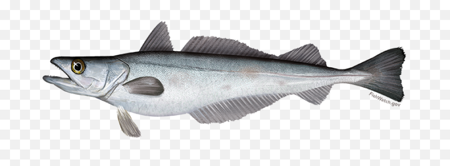 Silver Hake Noaa Fisheries Emoji,Animal Life Cycle Emotion Code