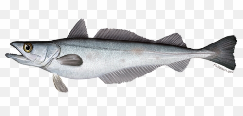 Silver Hake Noaa Fisheries Emoji,Animal Life Cycle Emotion Code