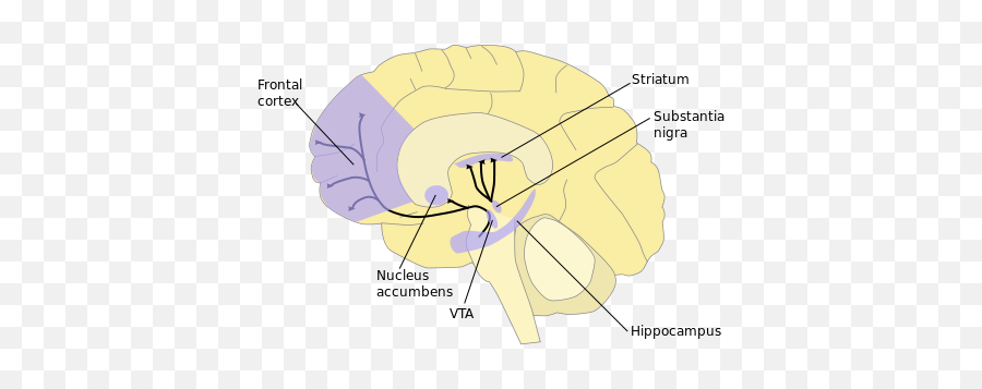 10 Love - Yas Psych Txtbk Emoji,Serotonin Vs Dopamine Vs Oxytocin Combinations Graph Emotions