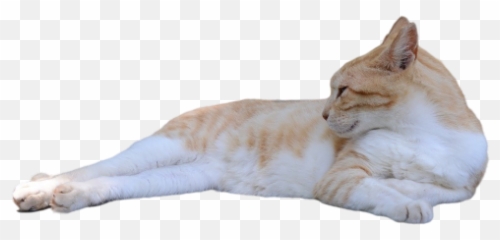 Faded Png Images Download Faded Png Transparent Image With Emoji,Tabby Cat Emoji