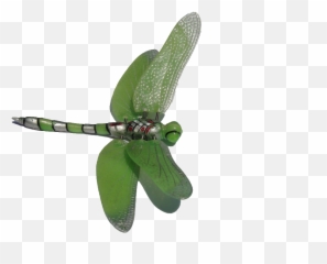 Free Clipart Dragonfly Free Dragonfly - Dragonfly Clip Art Emoji,Dragonfly Emoji